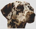 Liver Dalmatian (image for) Liver Dalmatian